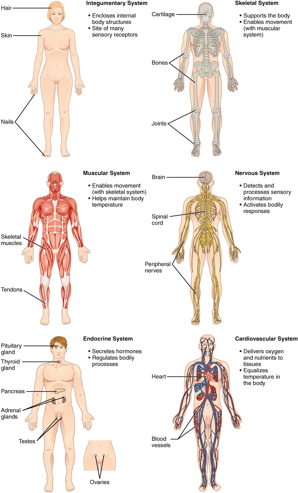 Illustrations of several human organ systems used in physiology education.