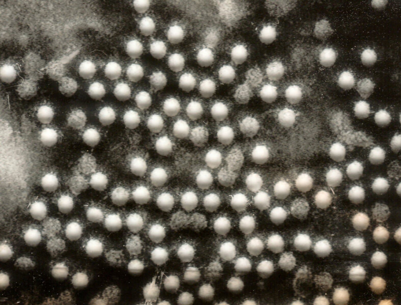 Transmission electron micrograph showing poliovirus particles.