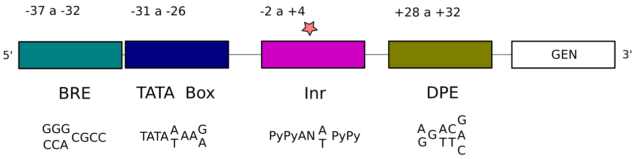 Diagram of a eukaryotic core promoter showing TATA box, initiator, and downstream promoter elements.