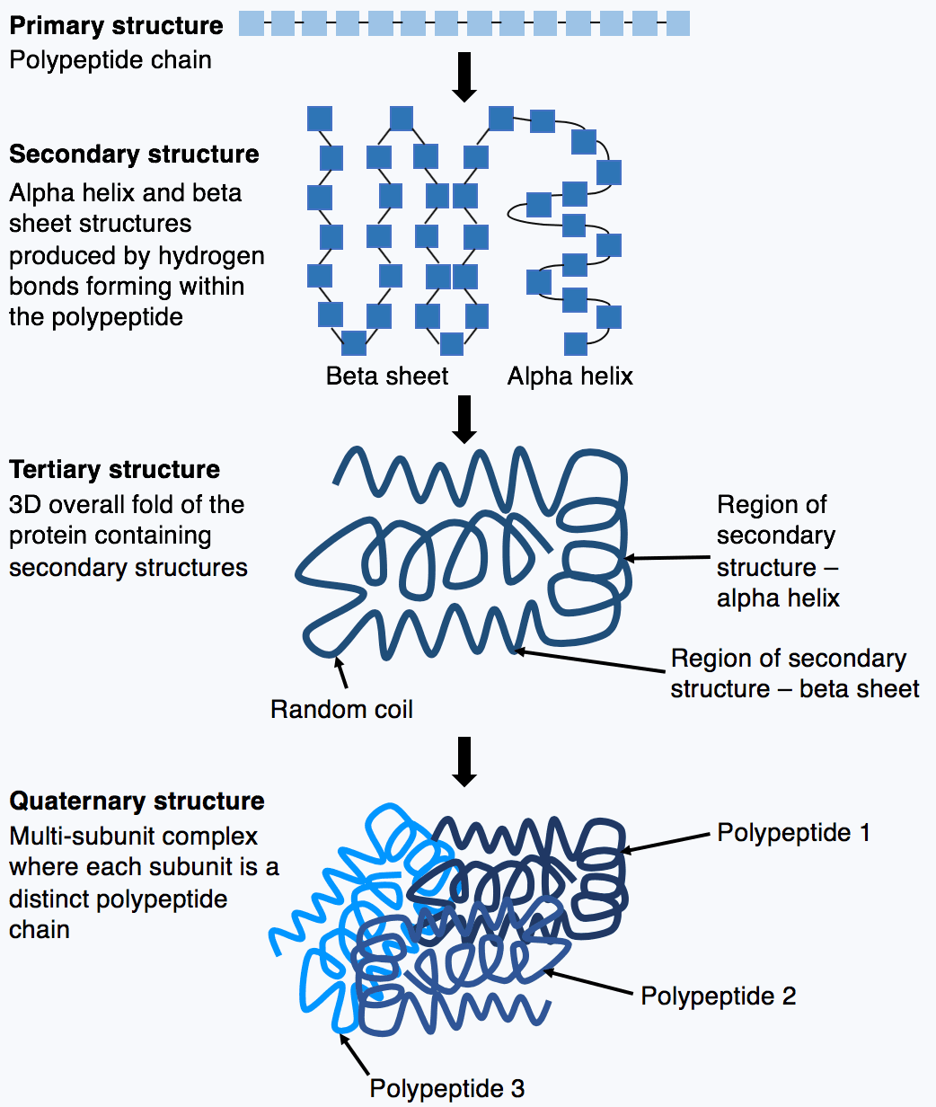 Diagram showing a protein chain folding into a three-dimensional structure.