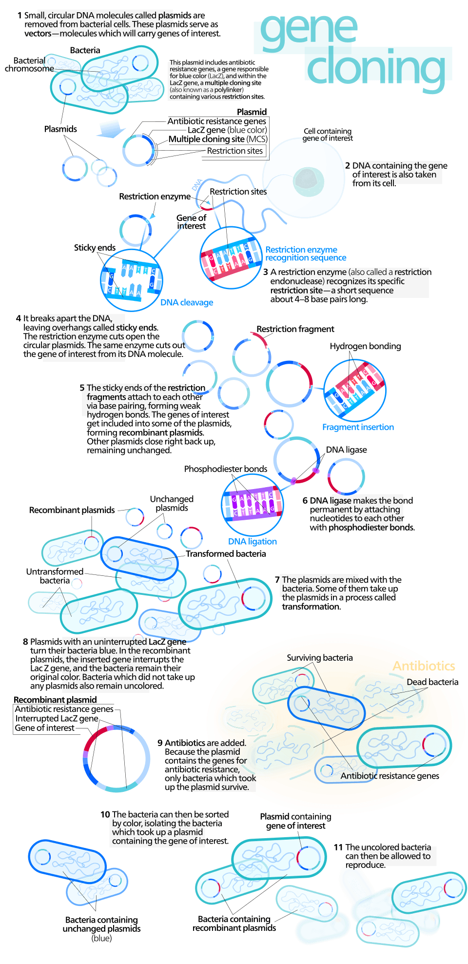 Diagram showing gene cloning using a plasmid vector and an inserted DNA fragment.