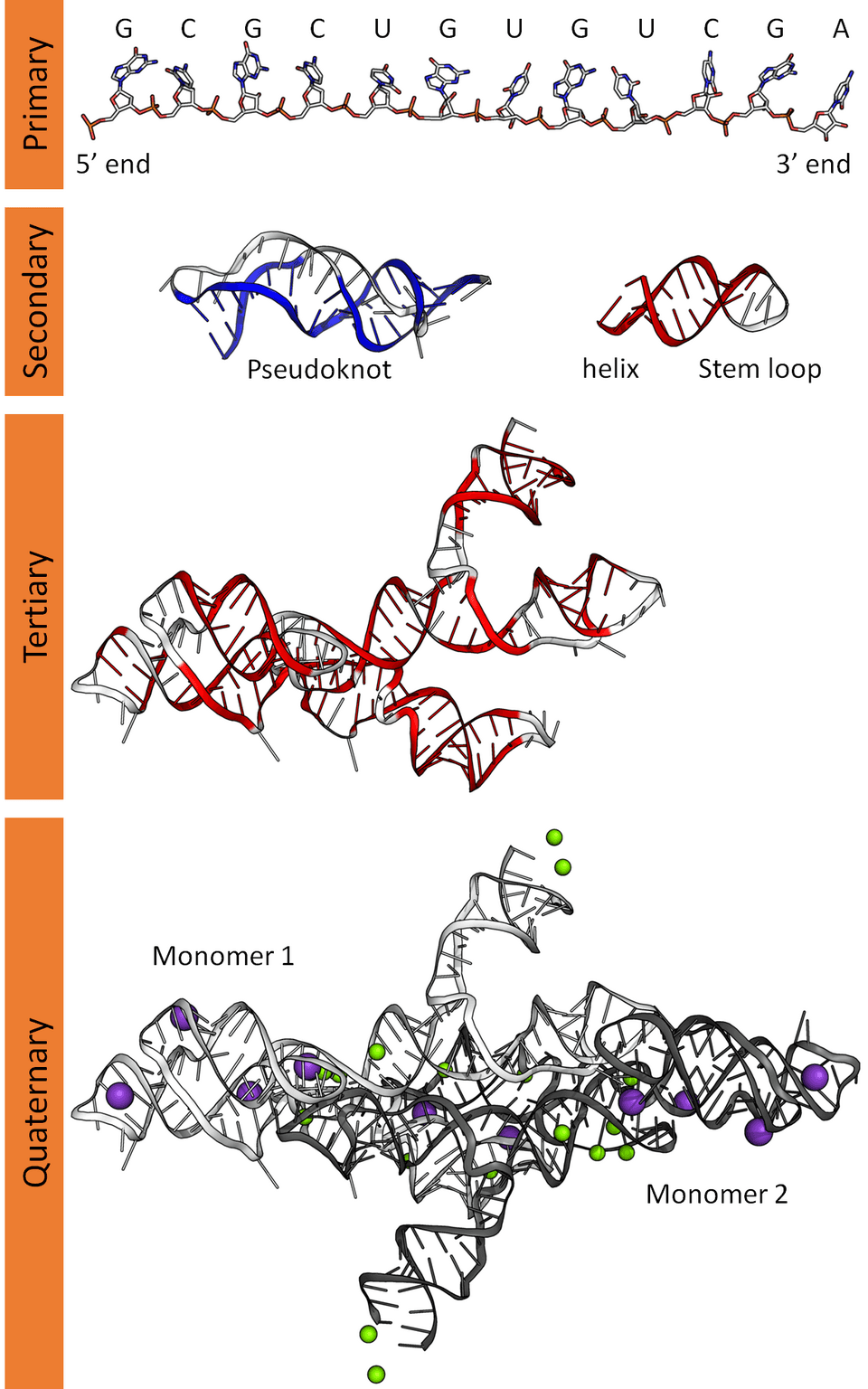 Diagram of RNA structure showing ribose, phosphate, nucleotide bases, and strand direction