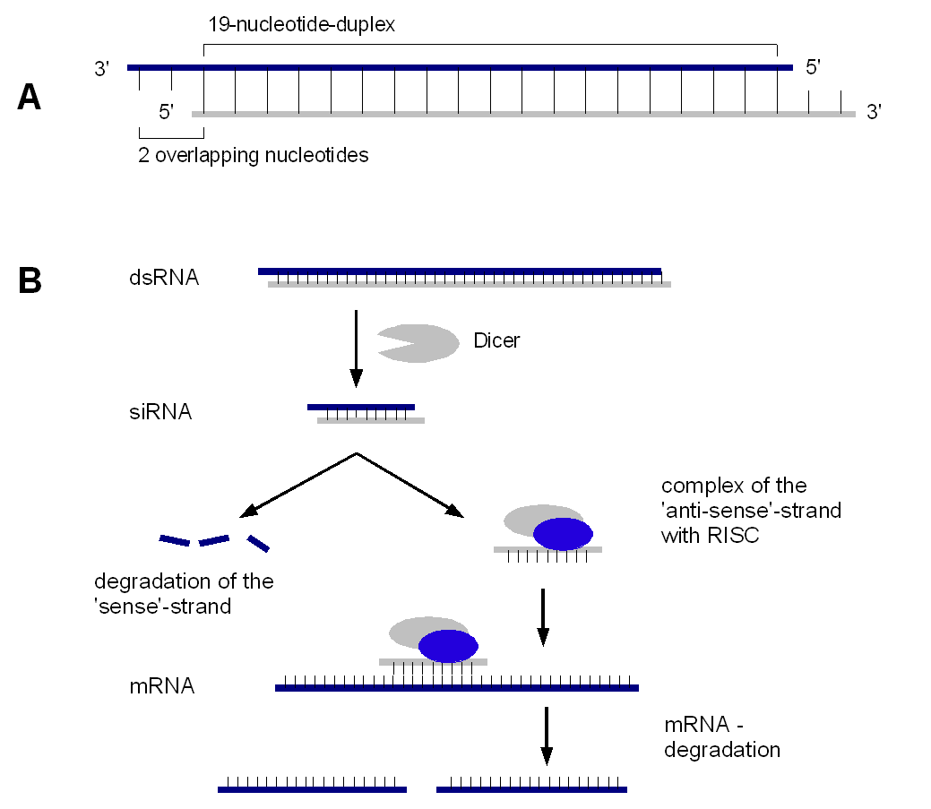 Diagram showing siRNA structure and the RNA interference mechanism.