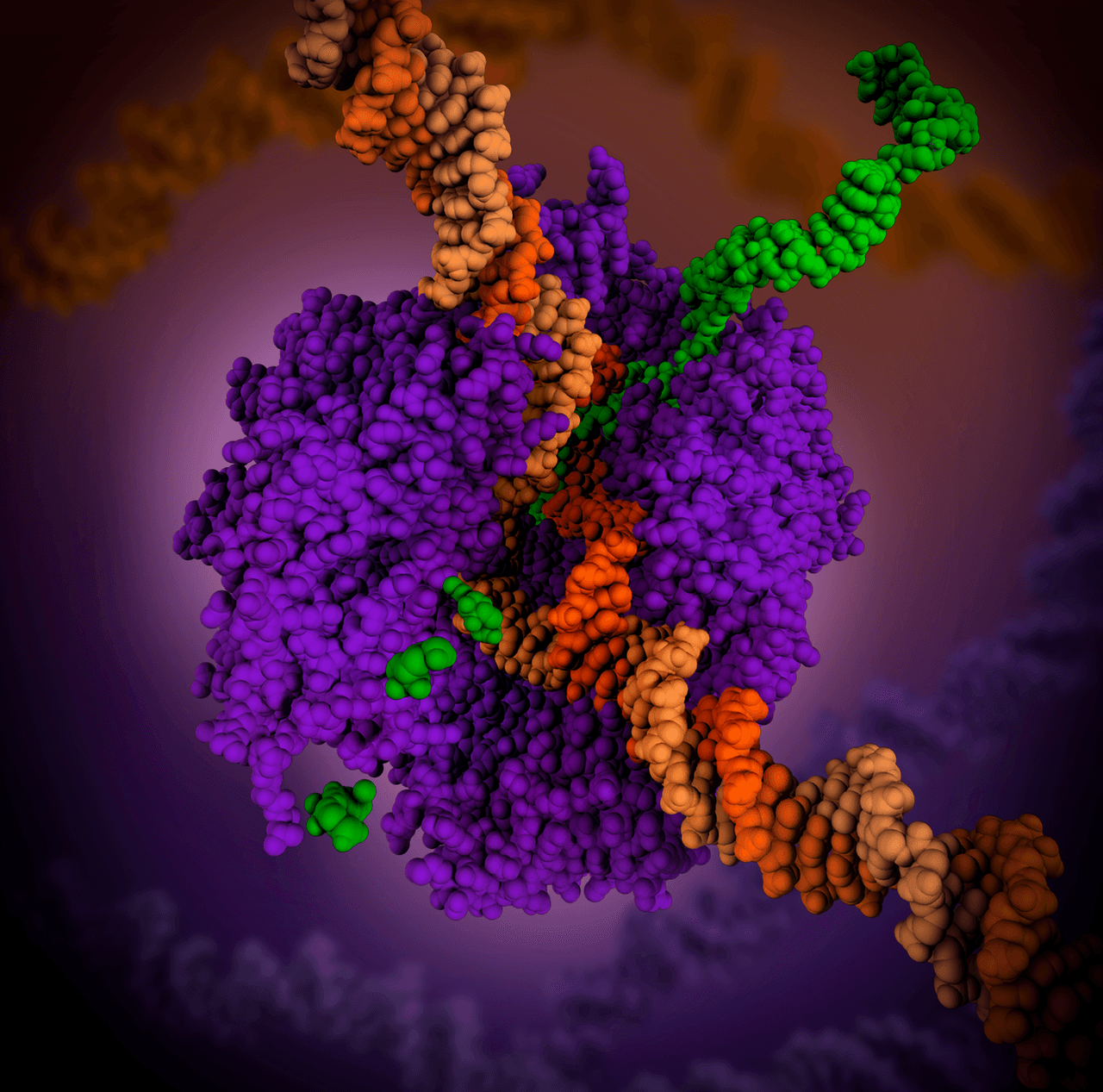 Molecular illustration of RNA polymerase with DNA and a growing RNA strand during transcription.