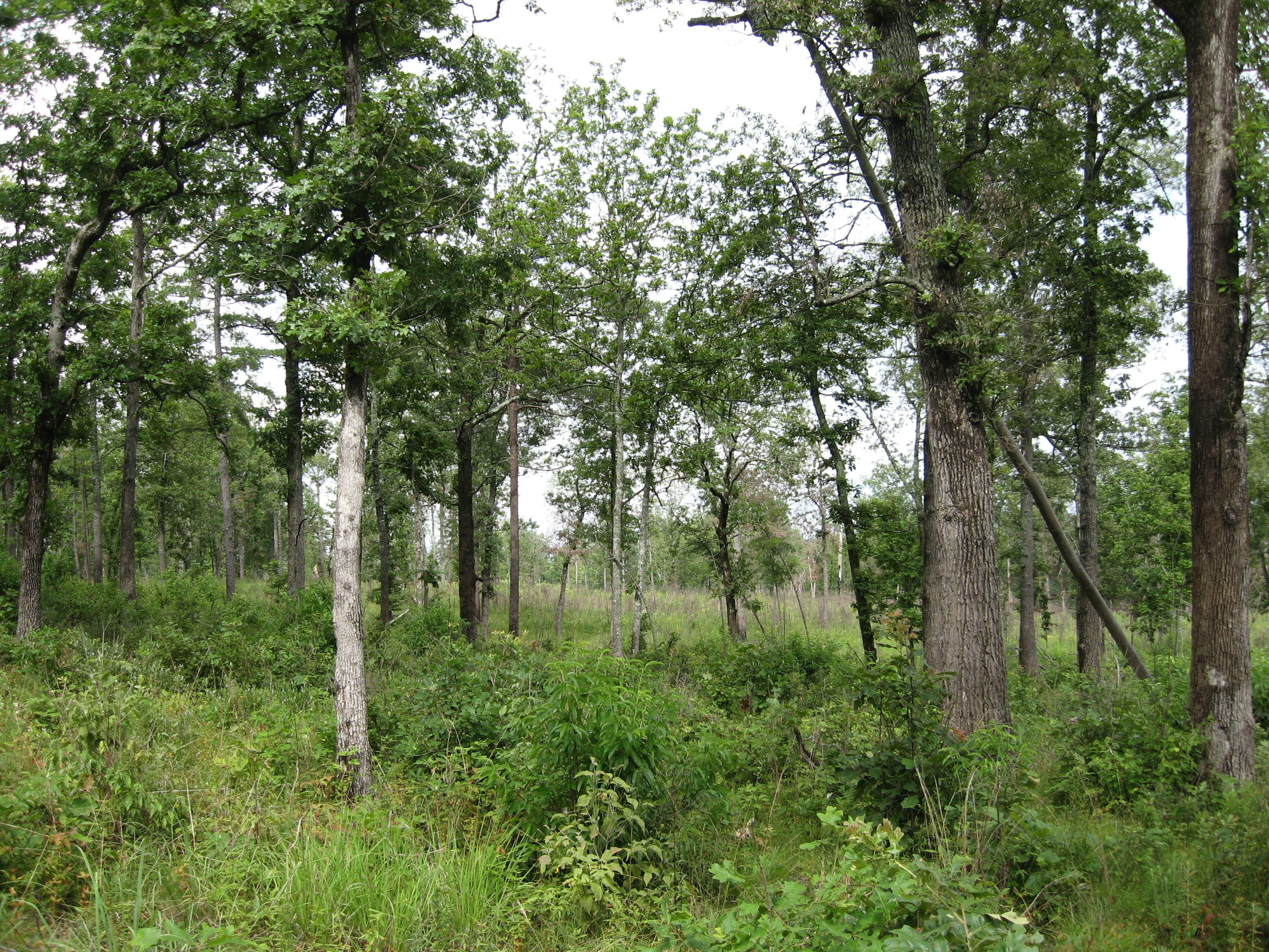 Open savanna at Catoosa Wildlife Management Area in Tennessee with grasses and scattered post oak trees.