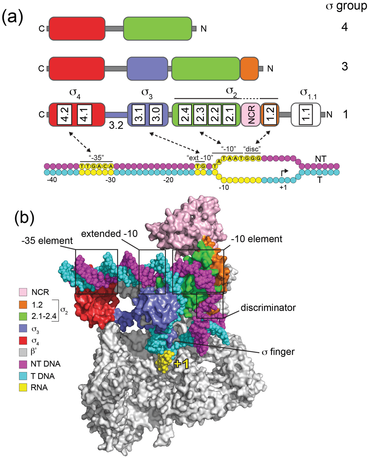 Diagram of sigma 70 domains, promoter recognition, and RNA polymerase transcription initiation complex organization