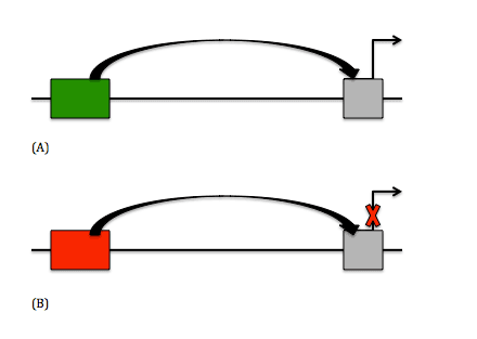 Diagram comparing enhancer activation and silencer repression of a promoter region