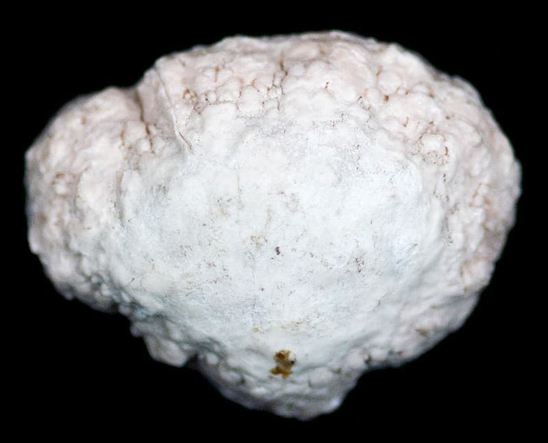 A small pale specimen of siliceous sinter from Yellowstone National Park on a white background.