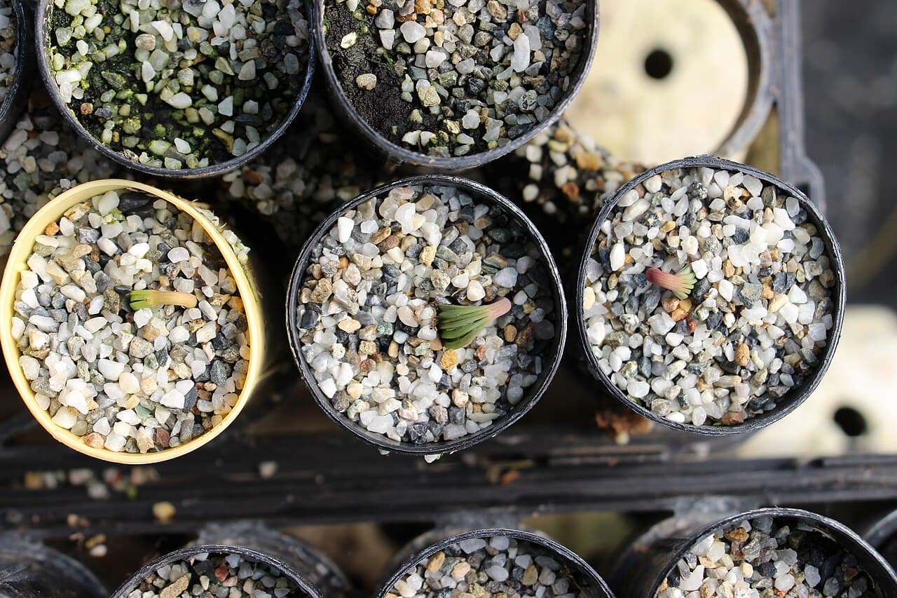 Whitebark pine seeds germinating after cold stratification.
