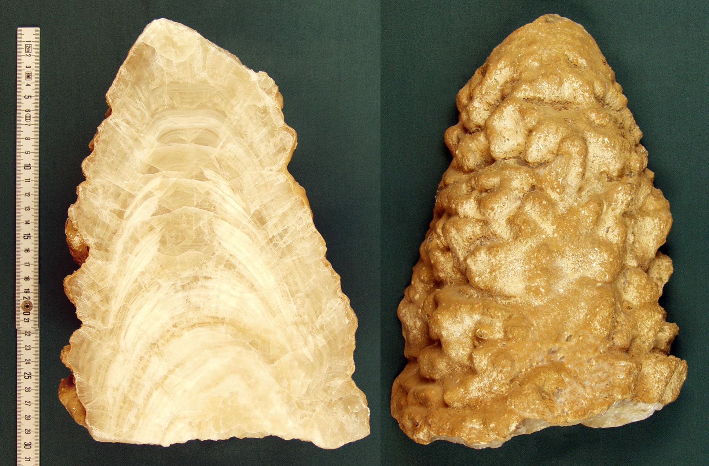 A stalagmite shown in outer view and cross-section, with visible internal bands.