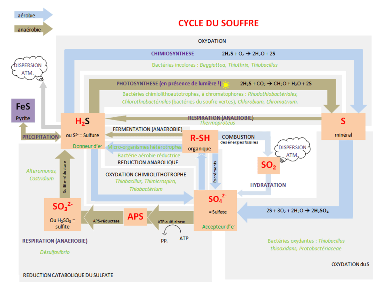Diagram of the sulfur cycle showing sulfur compounds moving among organisms, sediments, water, air, and chemical transformations.