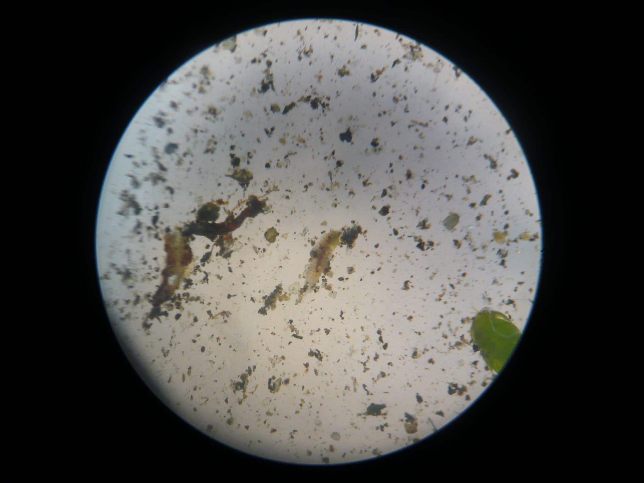 A tardigrade viewed through a microscope, with its segmented body and short legs visible.