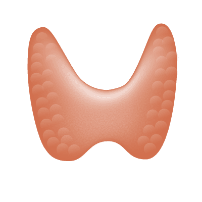 Illustration of the thyroid gland in the front of the neck.
