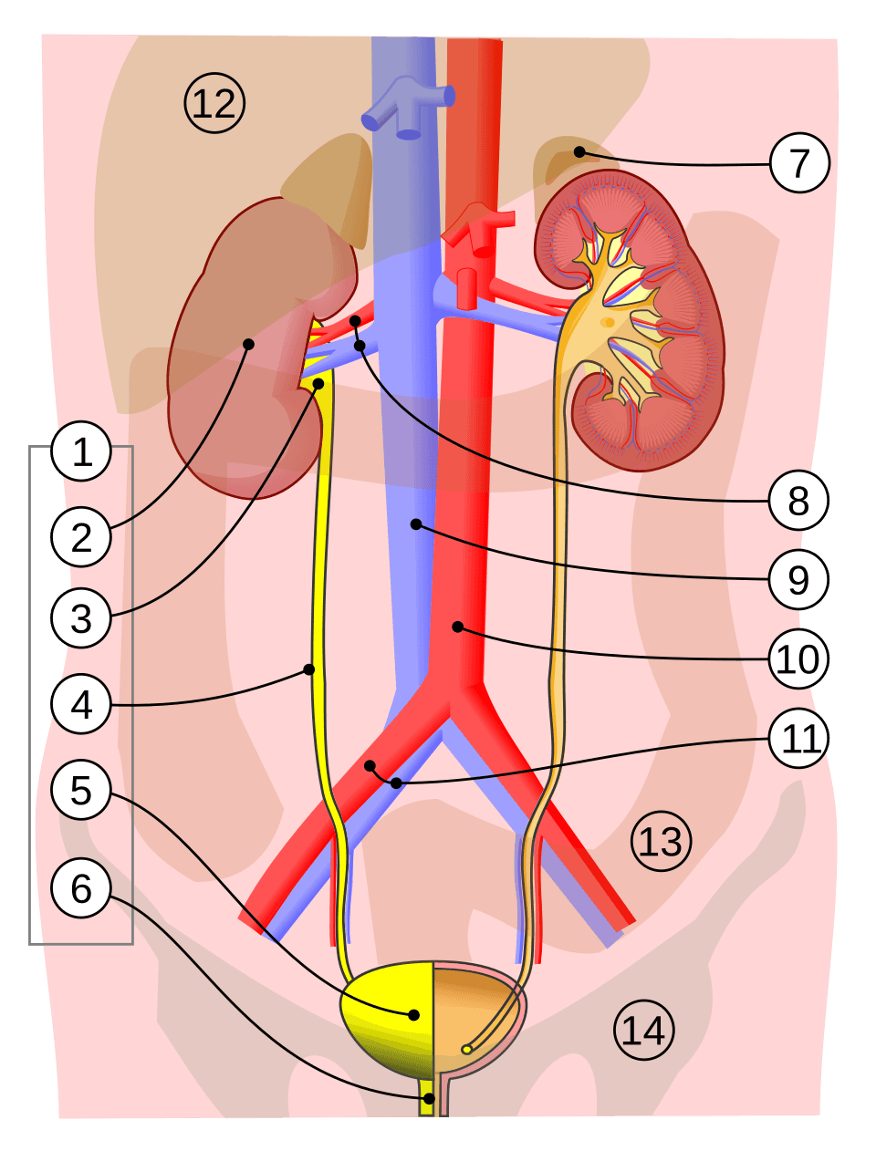 Labeled diagram of the urinary system showing kidneys, ureters, bladder, and urethra.