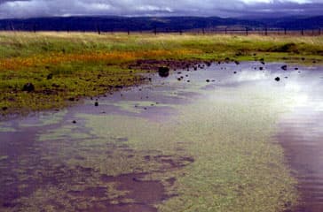 A shallow vernal pool in a grassy landscape at Vina Plains Preserve in California.