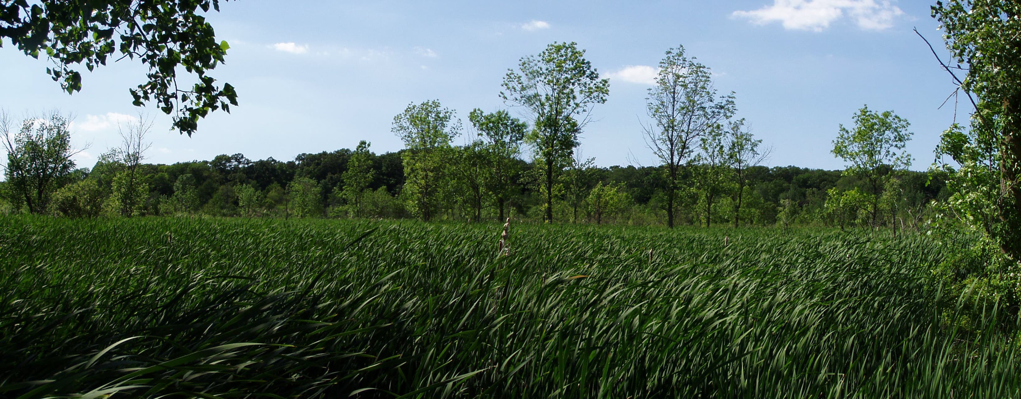 Cattails growing in a marsh wetland with open water and wetland vegetation