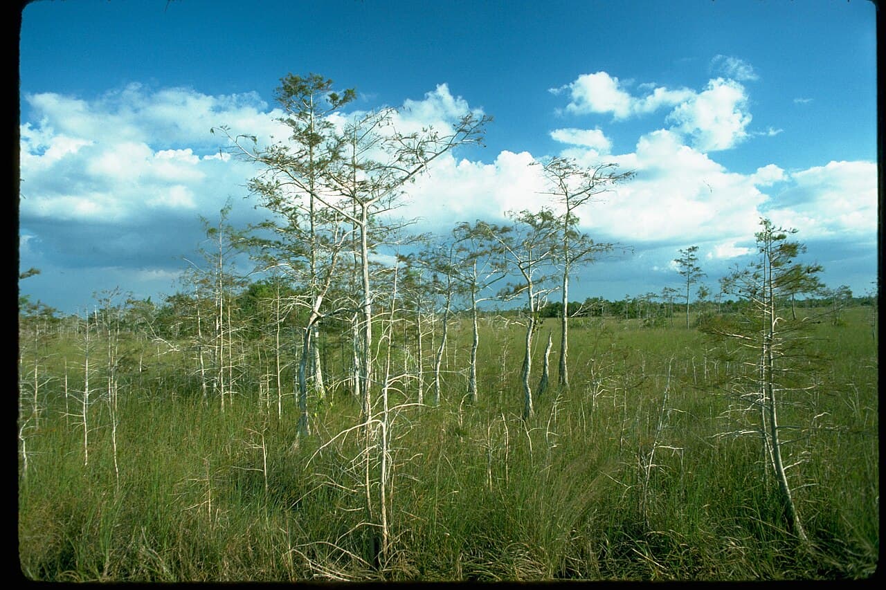 A wetland landscape in Everglades National Park with shallow water and dense vegetation.